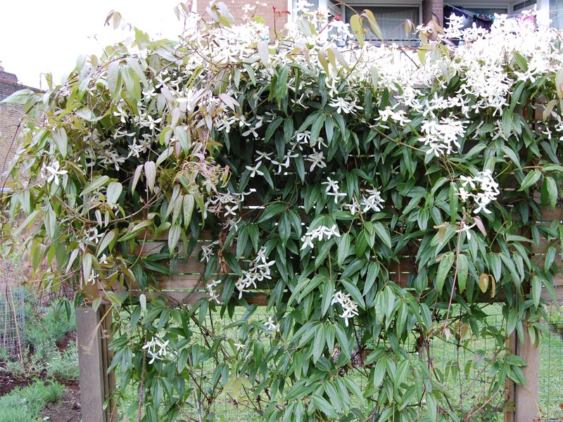 CLEMATIDE ARMANDII VASO 16CM