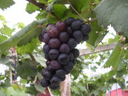 UVA ALPHONSE LAVALLé (1 PIANTA)