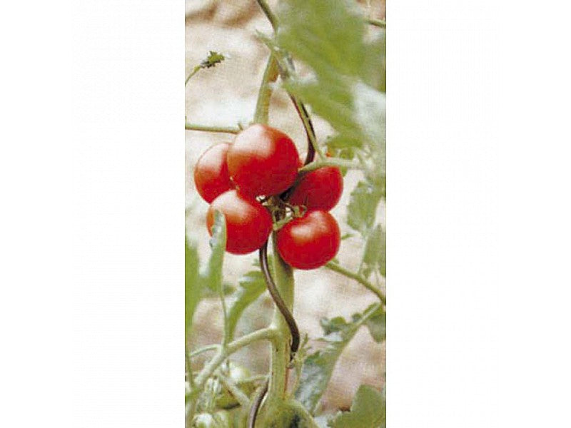 TUTORE SPIRALE 180CM PER POMODORI