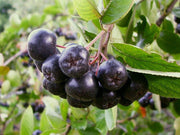 ARONIA MELONOCARPA VASO 15CM