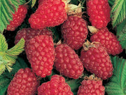 LAMPONE ROSSO RIFIORENTE (1 PIANTA)