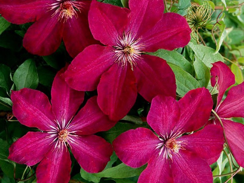 CLEMATIS ROUGE CARDINAL VASO 16CM