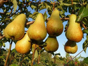 PERO ABATE FETEL (1 PIANTA IN PACK)