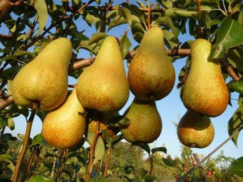 PERO ABATE FETEL (1 PIANTA IN PACK)