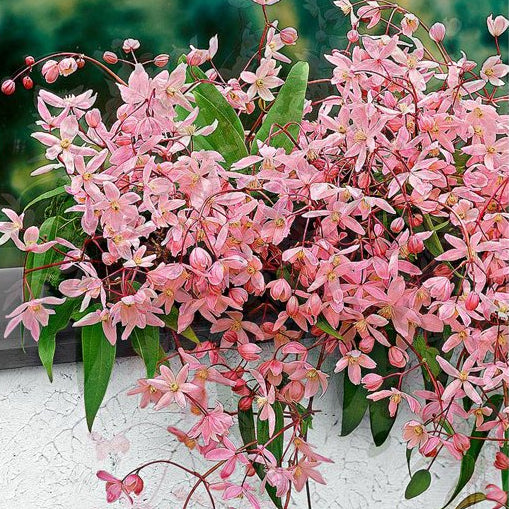 CLEMATIDE CLEMATIS ARMANDII APPLE BLOSSOM  VASO 16CM