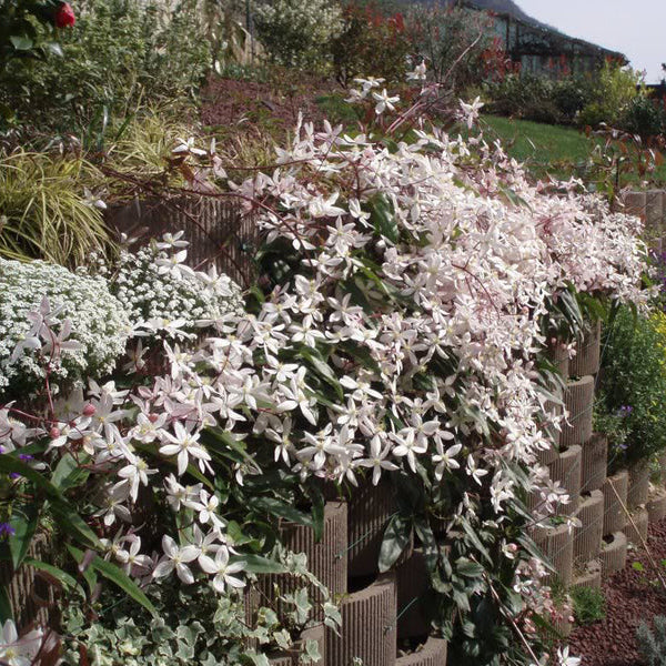 CLEMATIDE CLEMATIS ARMANDII APPLE BLOSSOM  VASO 16CM