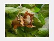 NOCCIOLO TONDO GENTILE LANGHE  TRILOBATA (1 PIANTA)