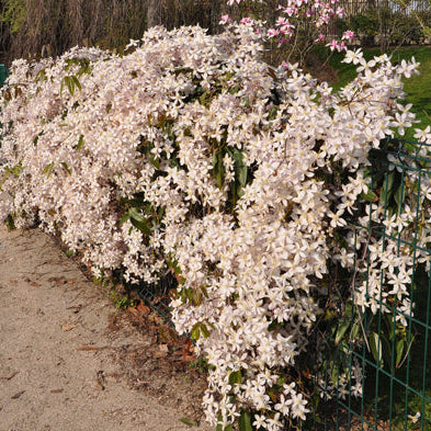 CLEMATIDE CLEMATIS ARMANDII APPLE BLOSSOM  VASO 16CM