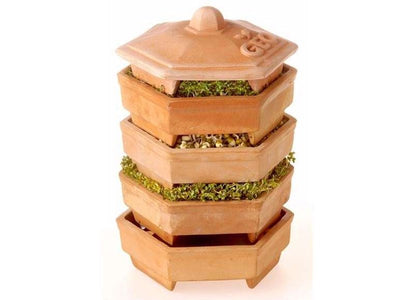 GERMOGLIATORE GEO TERRADISIENA