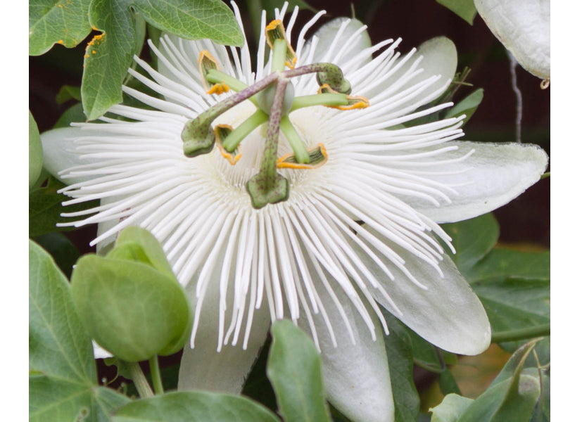 PASSIFLORA CONSTANCE ELLIOT VASO 17CM