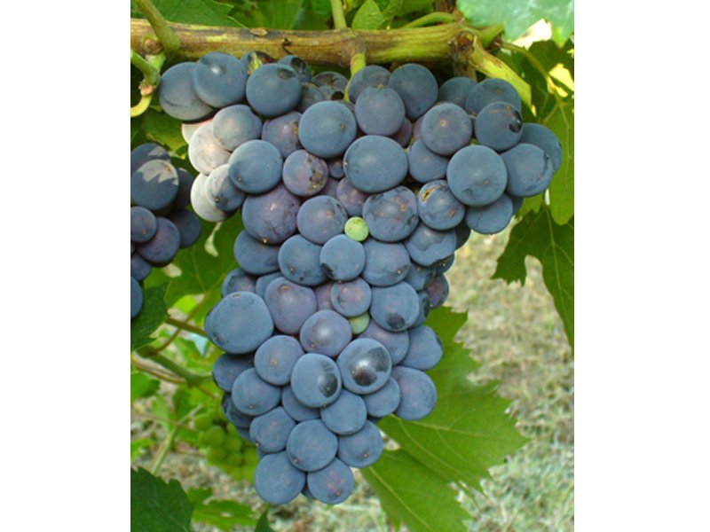 UVA LEOPOLDO (1 PIANTA)