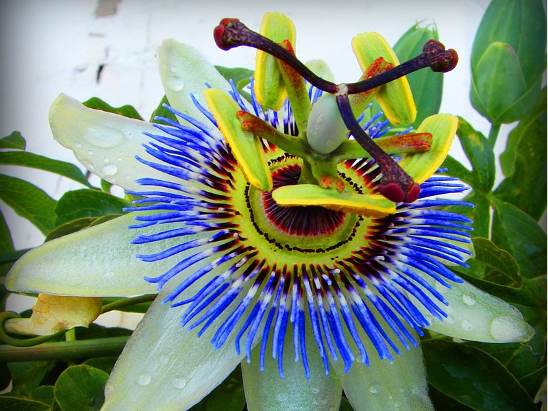 PASSIFLORA CAERULEA COLORE ASSORTITO IN VASO 19CM