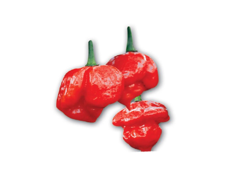 3 PIANTE IN VASO Ø10CM DI PEPERONCINO TRINIDAD SCORPION ROSSO