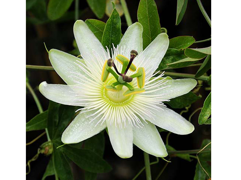 PASSIFLORA CONSTANCE ELLIOT VASO 17CM