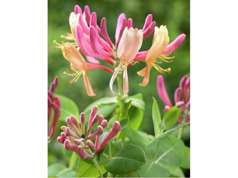 LONICERA CAPRIFOGLIO HECKROTTII AMERICAN BEAUTY IN VASO 17CM