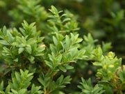 BUXUS SEMPERVIRENS VASO 8CM