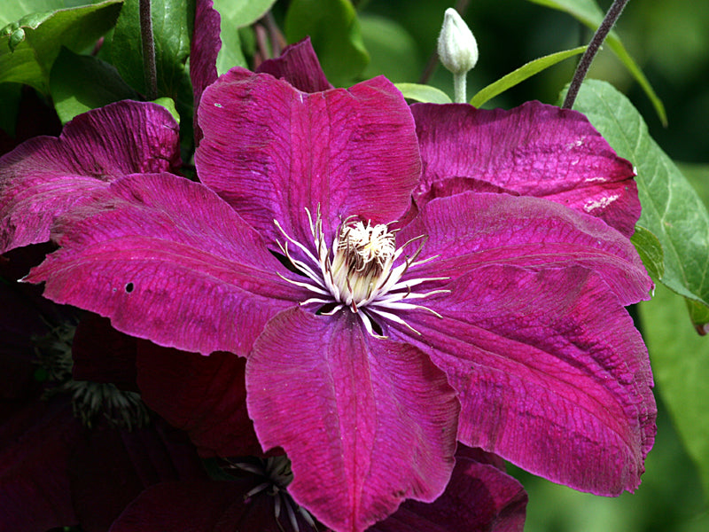 CLEMATIS ROUGE CARDINAL VASO 16CM