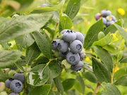 MIRTILLO AMERICANO GIGANTE DUKE (1 PIANTA)