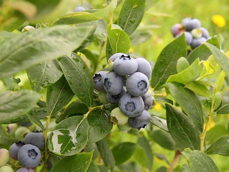 MIRTILLO AMERICANO GIGANTE DUKE (1 PIANTA)