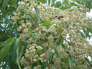 EVODIA ALBERO DEL MIELE VASO 15CM