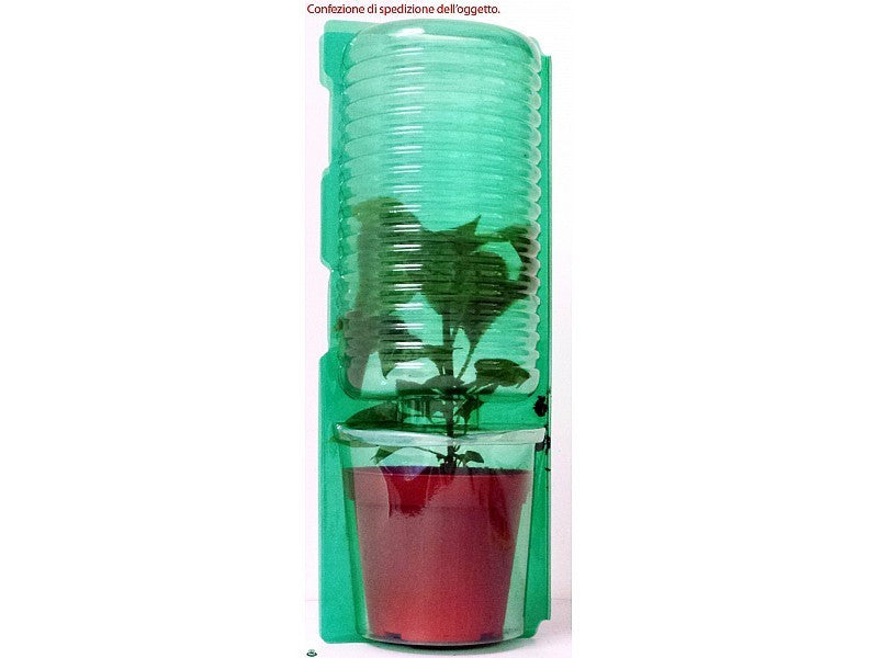 LEMON GRASS CITRONELLA (IN VASO Ø14CM)