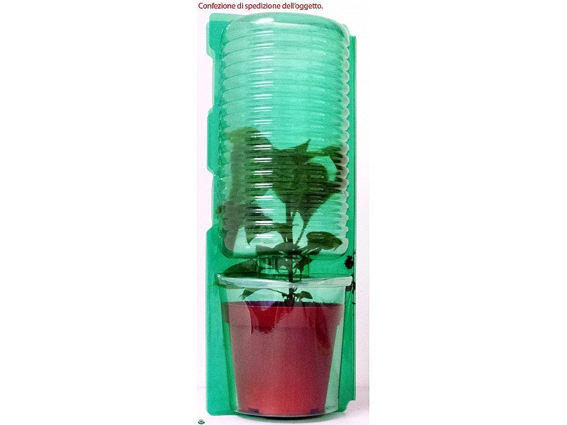 PIANTA DI MELANZANA  TONDA LILLA INNESTATA (IN VASO Ø14CM)