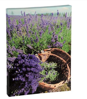 CANVAS 22X29CM LAVANDA STAMPE