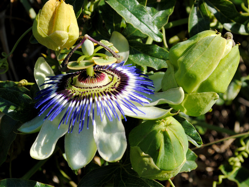 PASSIFLORA CAERULEA COLORE ASSORTITO IN VASO 19CM