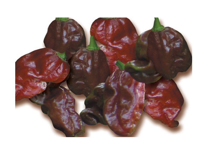 PIANTA DI PEPERONCINO HABANERO CHOCOLATE (IN VASO Ø 14CM)