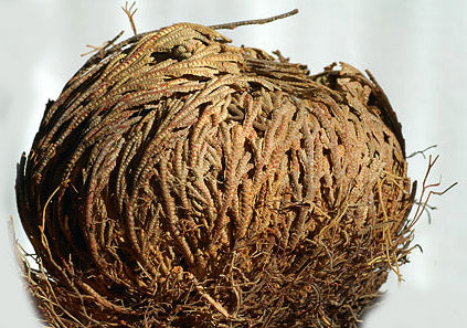 ROSA DI JERICHO (1 PIANTA)