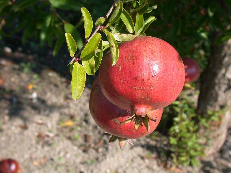 MELOGRANO (1 PIANTA)