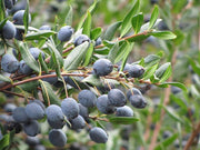 MIRTO IN VASO 19CM