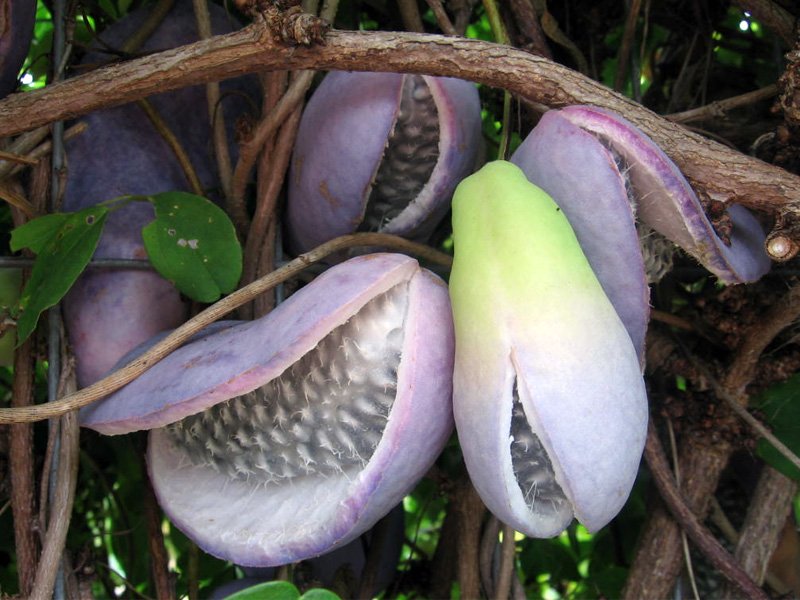AKEBIA QUINATA (1 PIANTA)