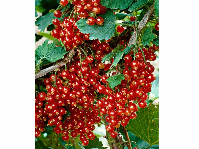 RIBES ROSSO JONKHEER VAN TETS (1 PIANTA)