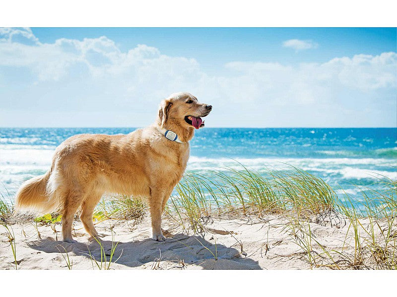 KIPPY IL RILEVATORE DI POSIZIONE GPS PER CANI E GATTI