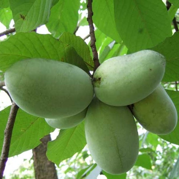 ASIMINA TRILOBA BANANO DEL NORD (1 PIANTA)