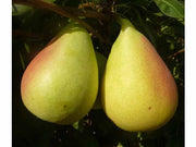 PERO COSCIA (1 PIANTA IN PACK)