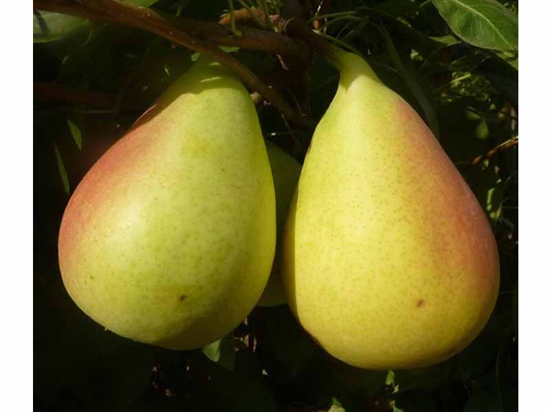 PERO COSCIA (1 PIANTA IN PACK)