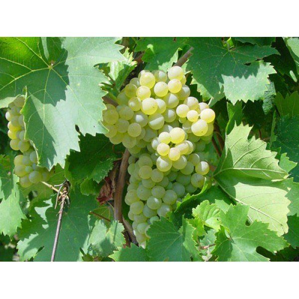 UVA DA TAVOLA FRAGOLA BIANCA IN VASO 17CM