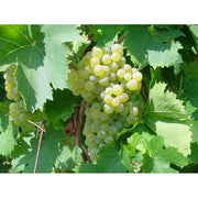 UVA FRAGOLA BIANCA (1 PIANTA IN PACK)