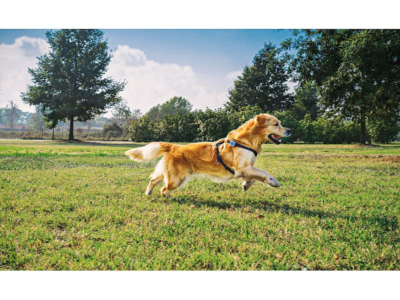 KIPPY IL RILEVATORE DI POSIZIONE GPS PER CANI E GATTI