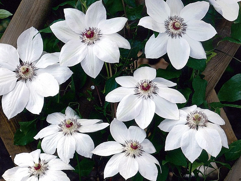 CLEMATIDE CLEMATIS MISS BATEMAN VASO 16CM