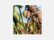 MANDORLO GUSCIO TENERO (1 PIANTA)