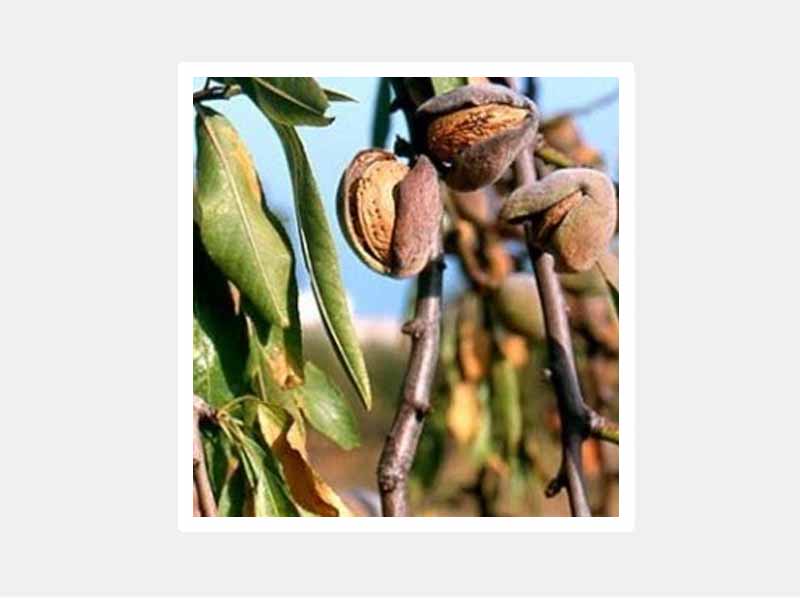 MANDORLO GUSCIO TENERO (1 PIANTA)