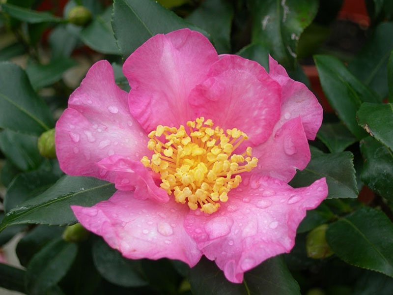 CAMELIA SASANQUA CLEOPATRA VASO 17CM