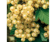 RIBES BIANCO WEISSE VERSAILLES (1 PIANTA)