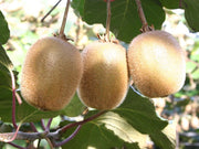 KIWI ACTINIDIA HAYWARD IMPOLLINATORE (1 PIANTA)