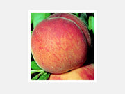 PESCO CRESTHAVEN (1 PIANTA)