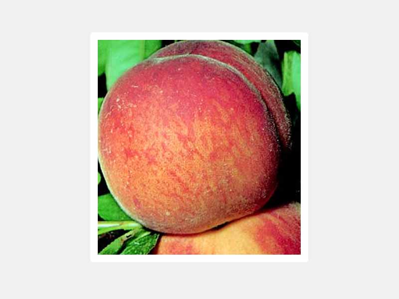 PESCO CRESTHAVEN (1 PIANTA)