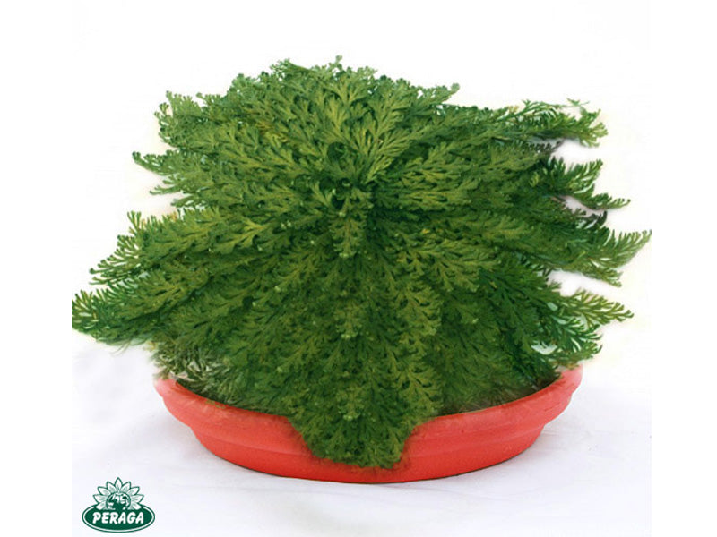 ROSA DI JERICHO (3 PIANTE)